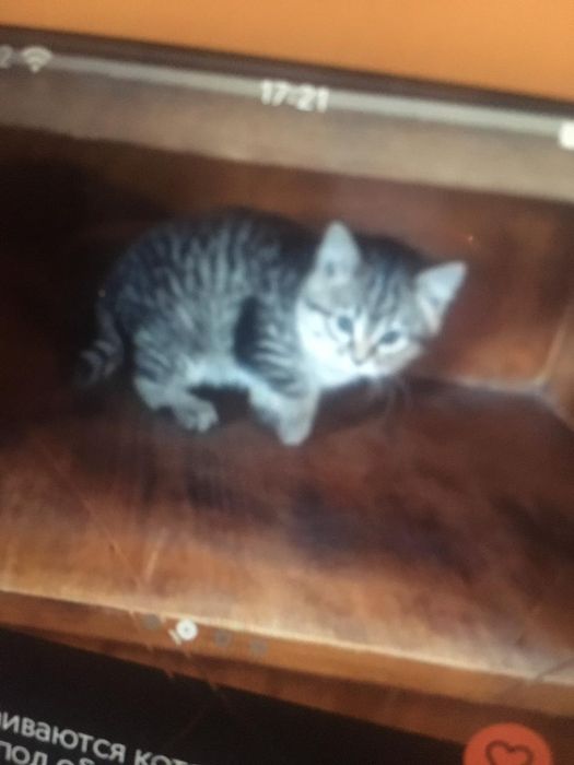 Котята от родителей крысоловов