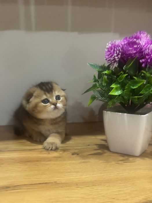 Скотиш фолд золотая шиншилла мальчик