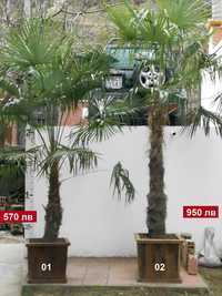 Студоустойчиви палми  Трахикарпус отгледани в България