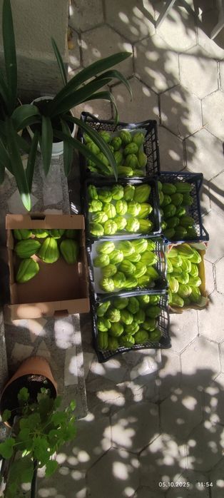 Мексиканска краставица-Чайот без бодли,гладка-5лв./кг.;2,56€/кг.