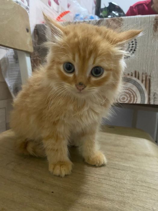 Котята в доброе руки