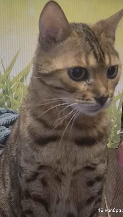 Кошка бенгальская ⁷найдена