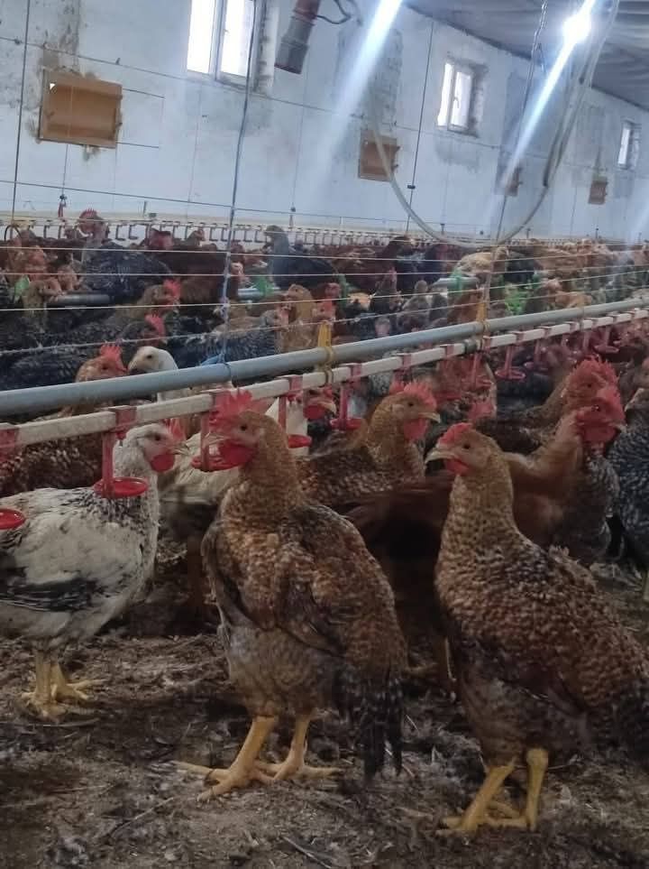 Pui alb și rasă mixtă