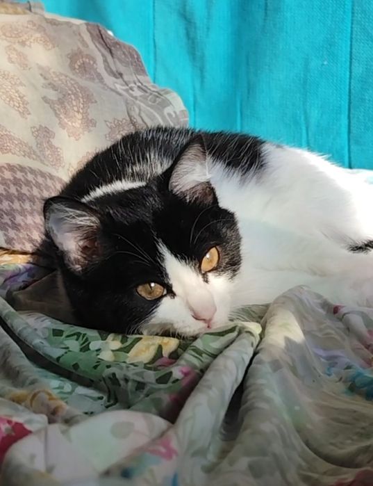 Котёнок девочка Йота