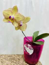 Продам орхидею Турин цветущую.