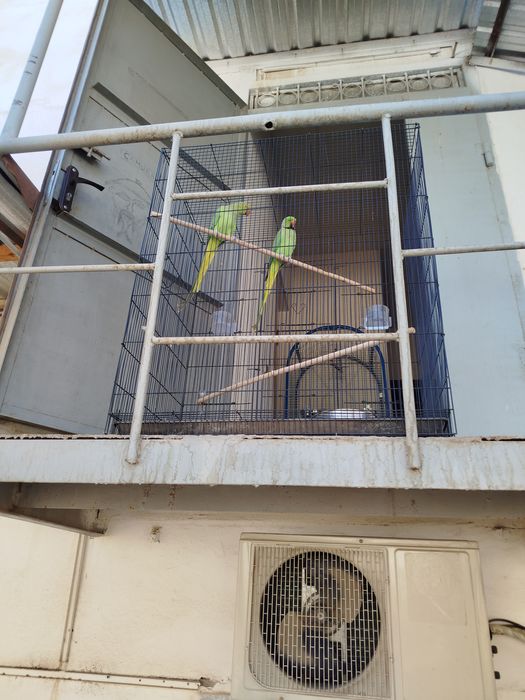 Продаётся папугай аджеррела