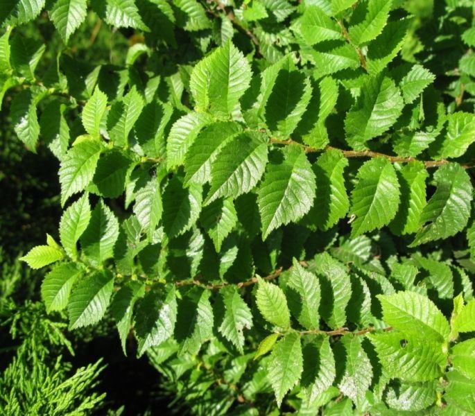 Саженцы карагач, вязь