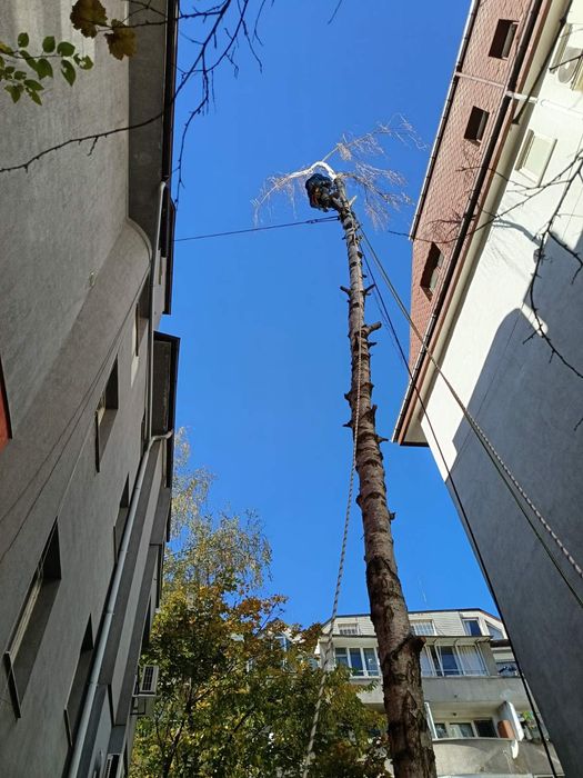 Рязане и кастене на дървета