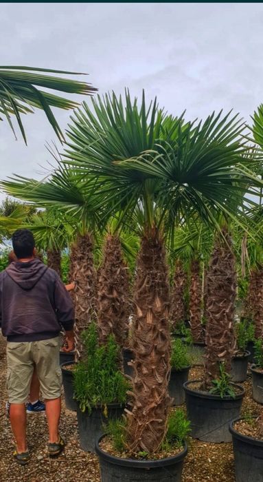Cycas palmier, plante exotice, Palmier rezistă la frig etc