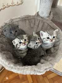 Scottish fold british shorthair