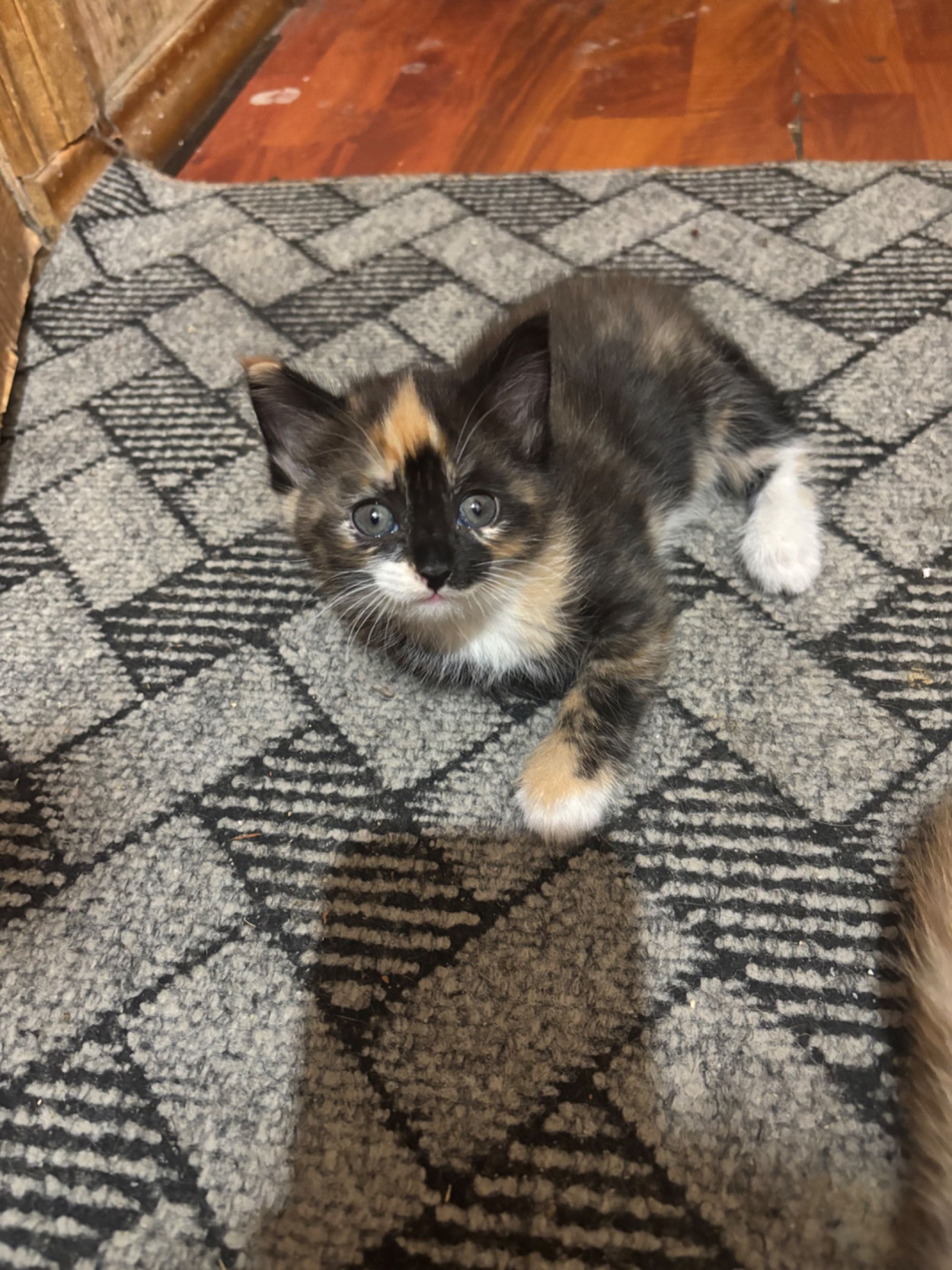 котики ищут добродушных любящих хозяев