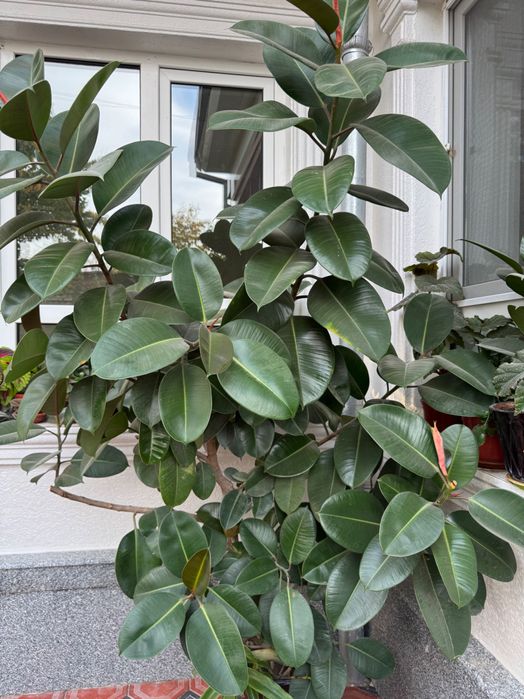 Фикус эластика, каучуковое дерево, растение для офиса и дома