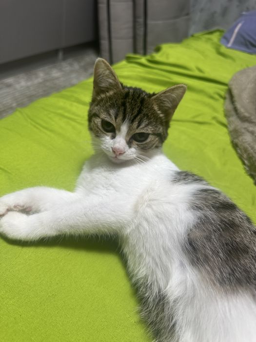 Отдам котенка в хорошие руки