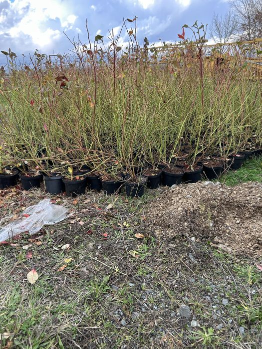 Боровинки сорт Дюк 3 годишни