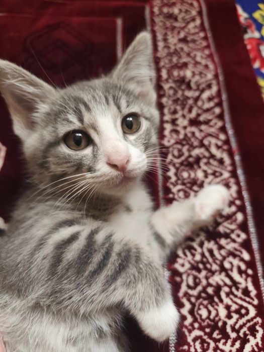 Mushuk hadyaga beriladi.