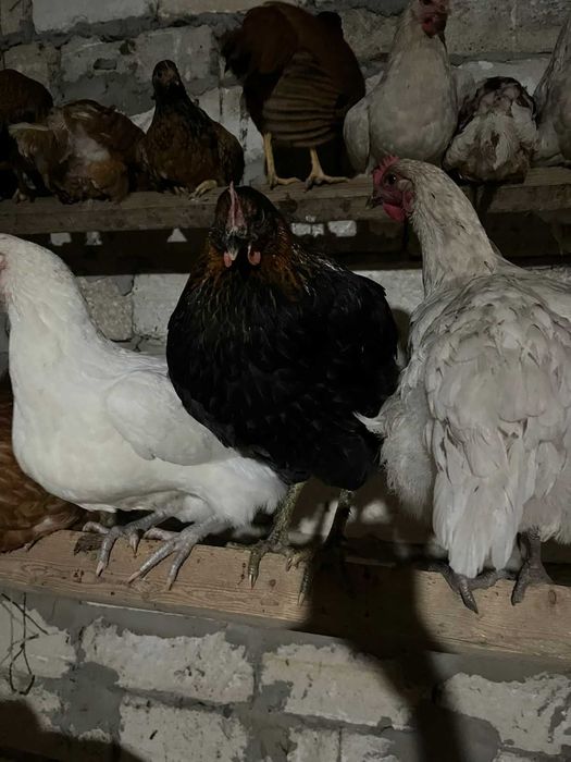 Продам кур 3-5 месячных