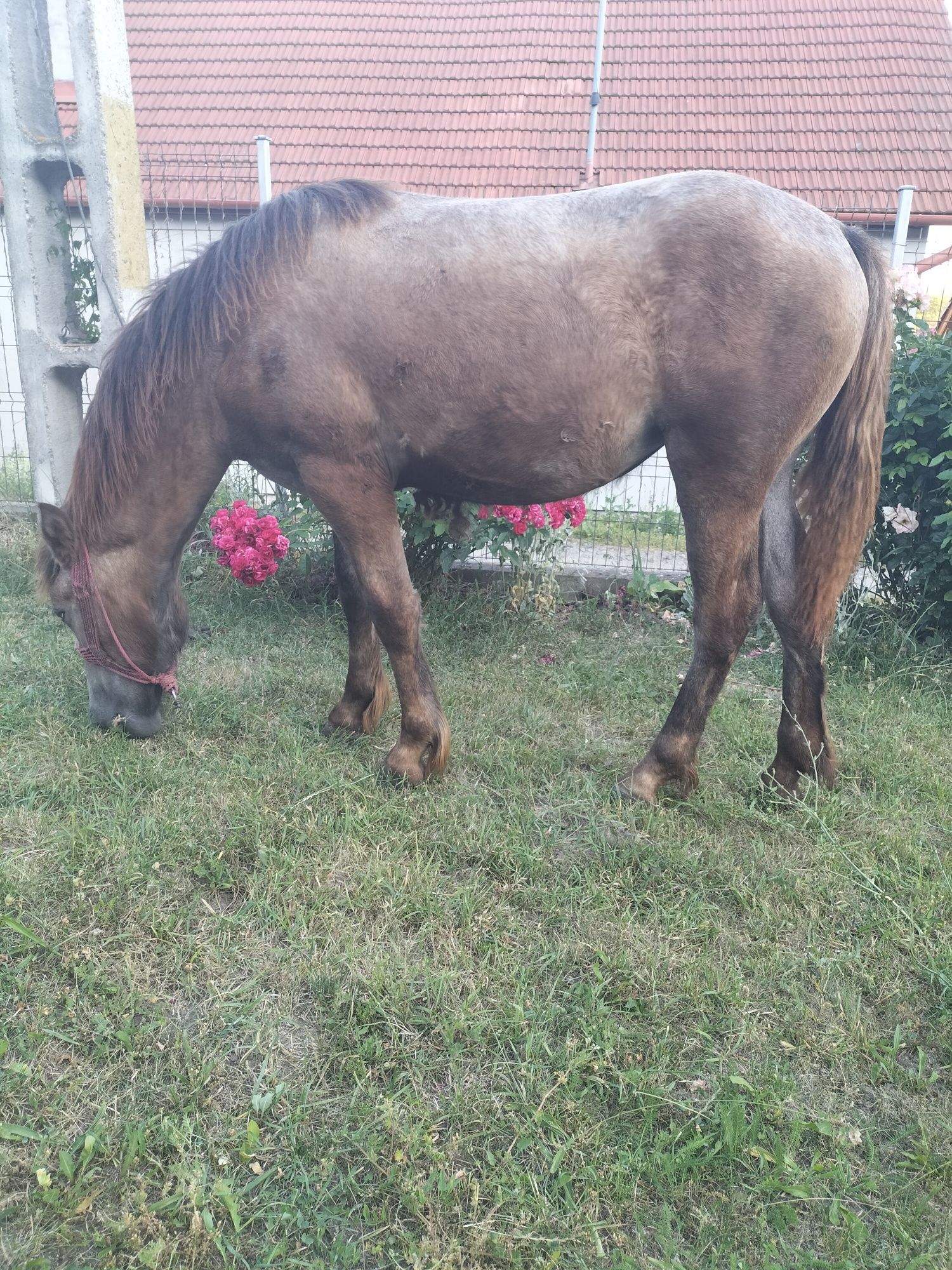 Mânză in vârstă de 1 an și 1 luna
