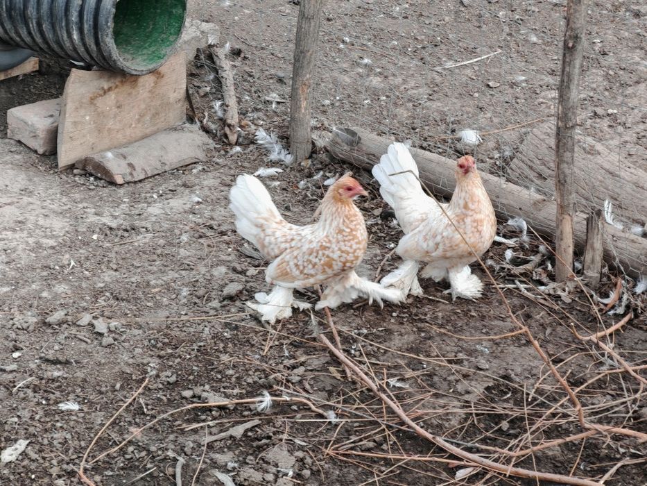 Familie mii de flori