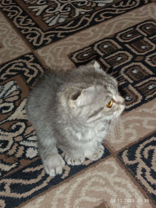 Мушук боласи пародистий