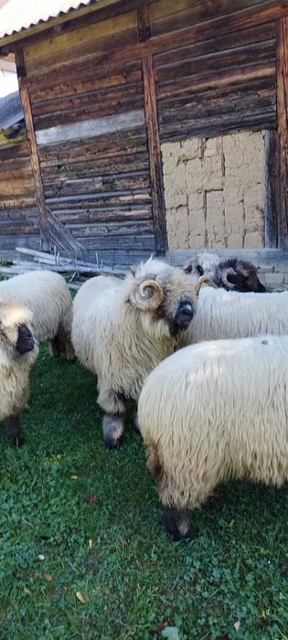 Berbec de vânzare