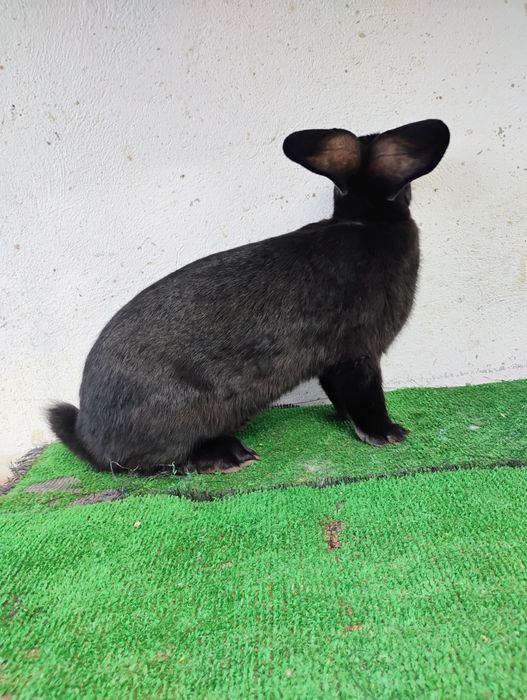 Vînd iepuri de RASĂ ,!!