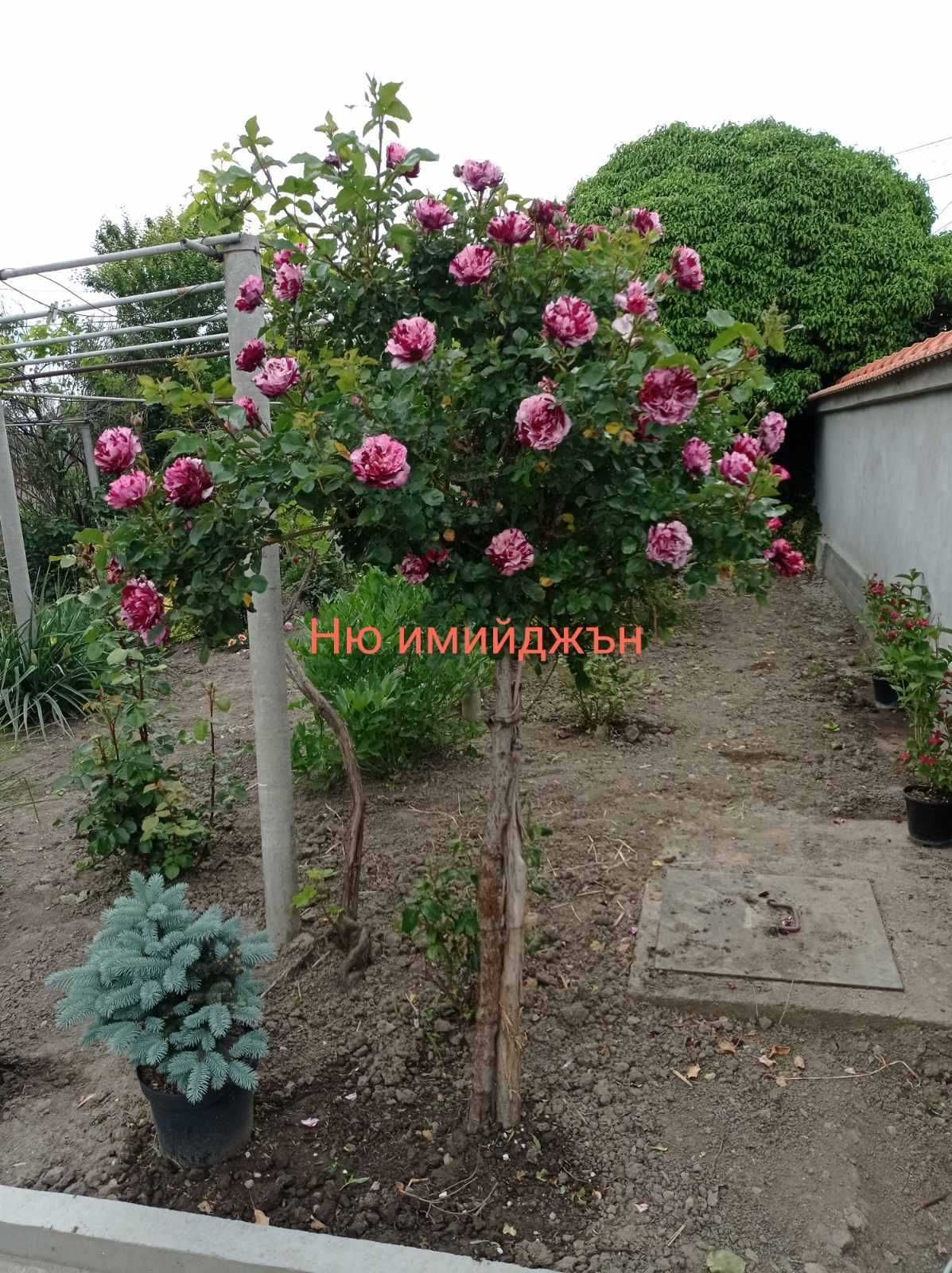 Щамбови рози, цветово разнообразие.
