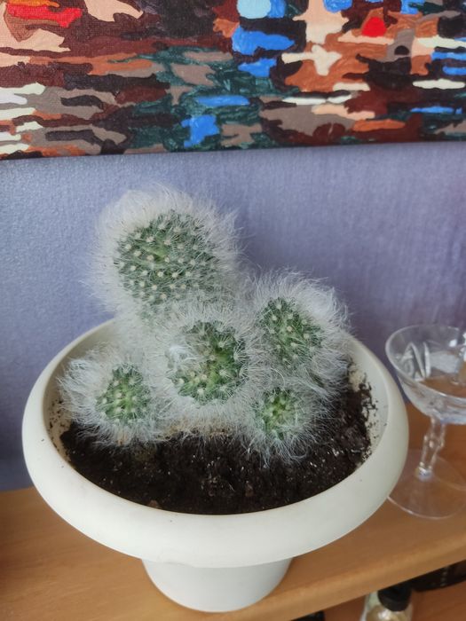 Кактус Мамилярия.