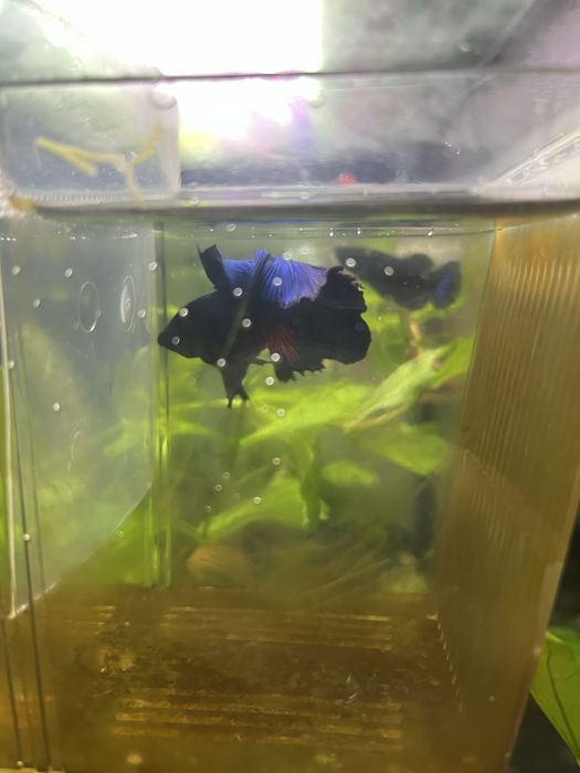 Мъжка рибка бета