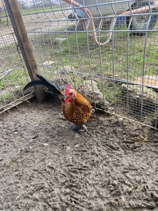 Doua perechi mii de flori