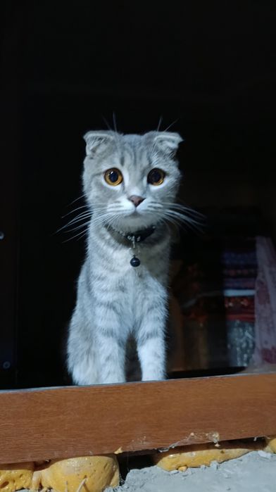 Scottish Fold Shotlandski (Shustri) Seriy