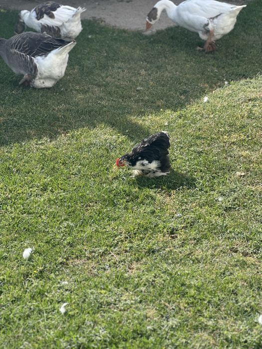 Vand gaini si cocosi cochinchina