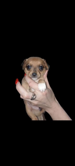 Щенки той терьера