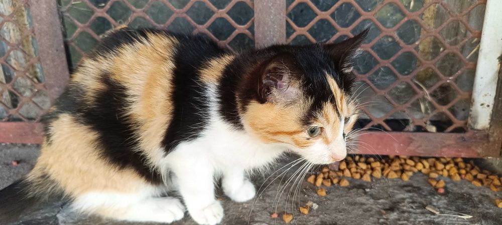 трицветно котенце търси дом