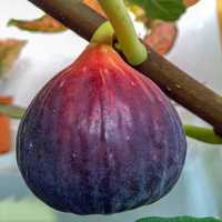 Smochin BRUNSWICK fructul Mov în Ghiveci