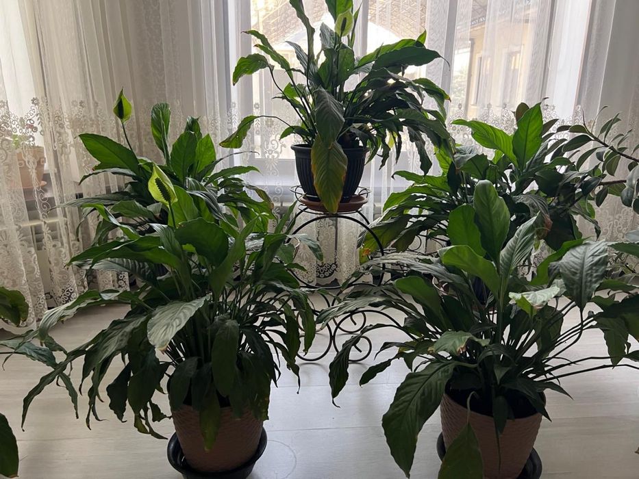 Цветы женское счастье