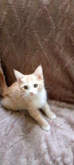 Пристраиваются котята в любящую семью