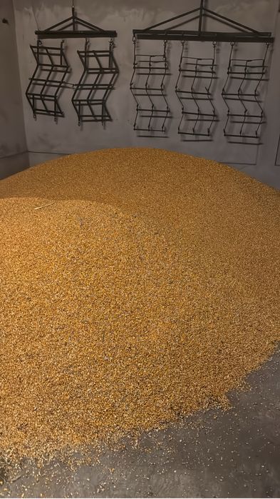 Porumb uscat recolta 2025 la pretul de 1 ron