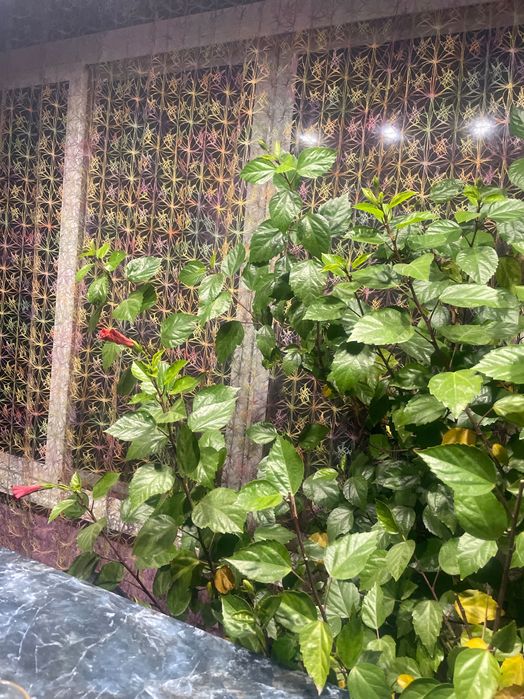 Китайска роза - резници