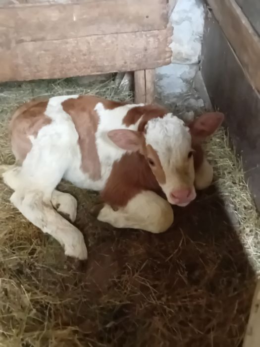 Vând vițeaa bălțată românească