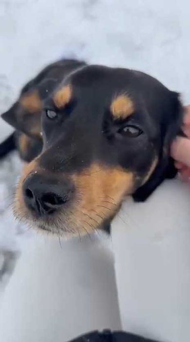 Собаке нужен дом! Срочно!