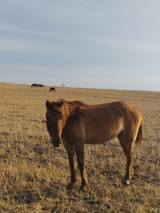 Продам тай домашний