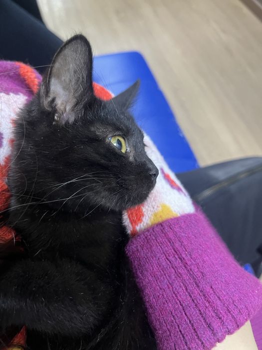 Черный котенок в добрые руки.