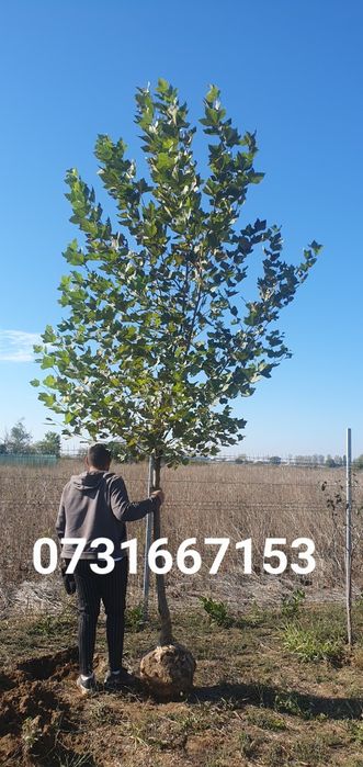 Mesteacăn Tei platani Stejar artari