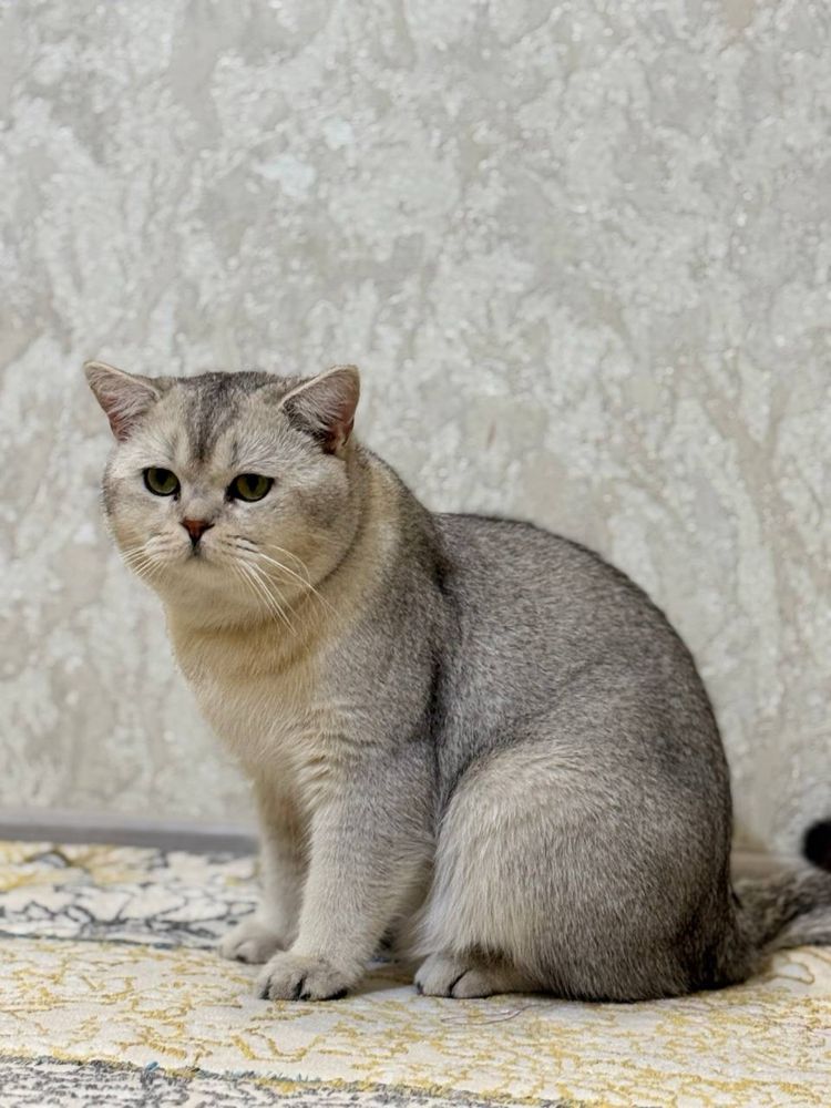 Mushukchalar sotiladi Scottish shinshilla