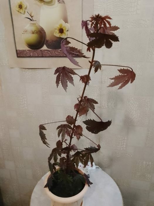 Продам гибискус кленовидный