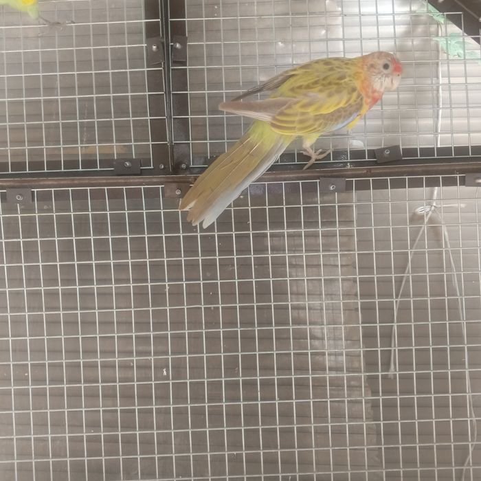 Продайотса папугай разелла