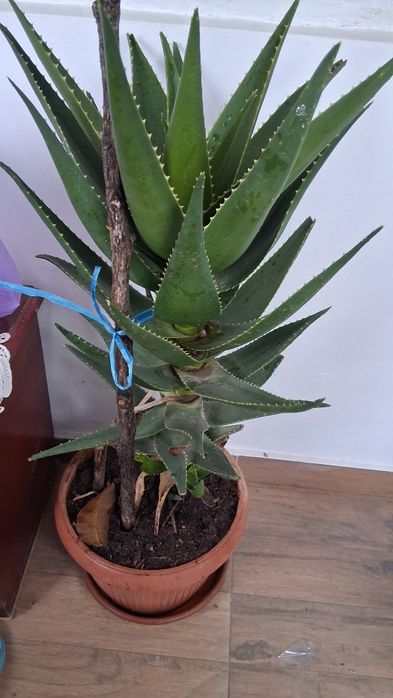 Aloe în chiceci mare