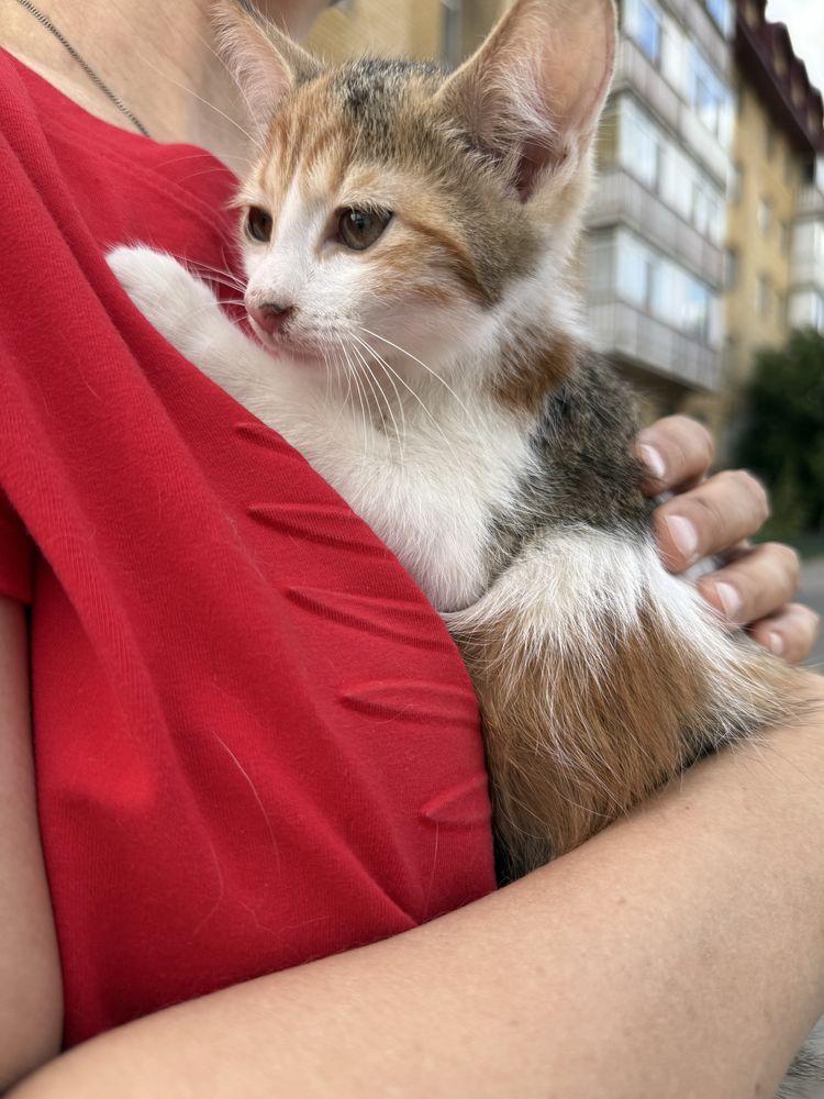 Отдам котенка 2 мес