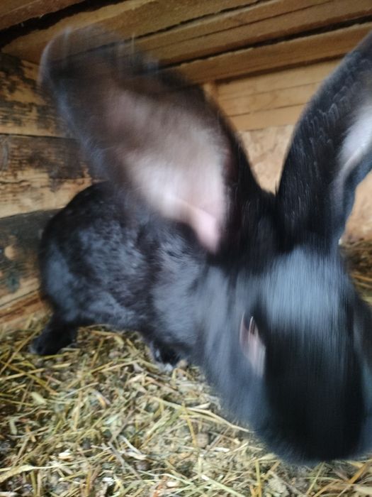 Iepuri de vânzare mai multe rase