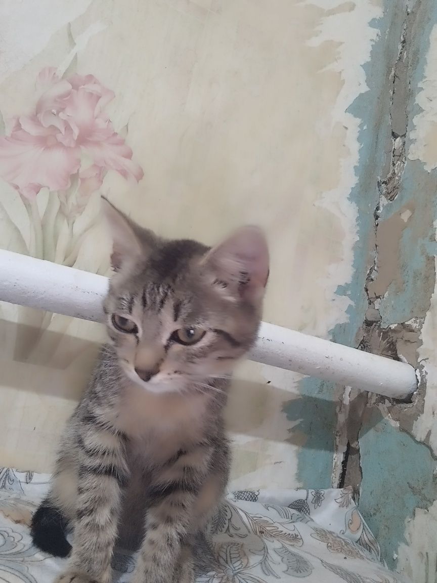 Котёнок  девочка